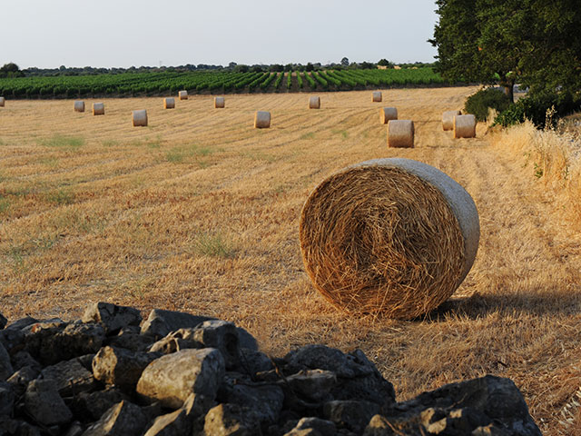 Cantina dei Fragni / Azienda Agricola Masseria Procida