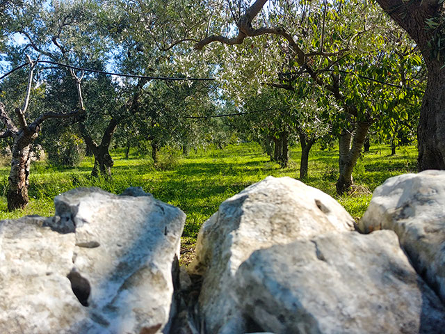 Cantina dei Fragni / Azienda Agricola Masseria Procida