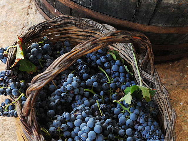 Cantina dei Fragni / Azienda Agricola Masseria Procida