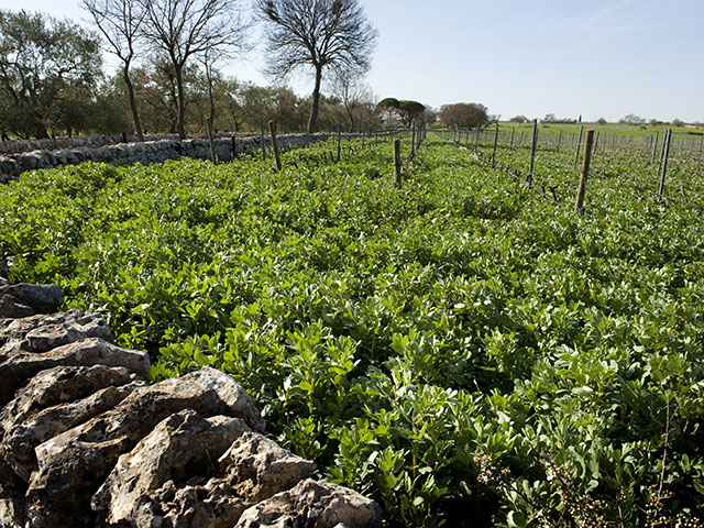 Cantina dei Fragni / Azienda Agricola Masseria Procida