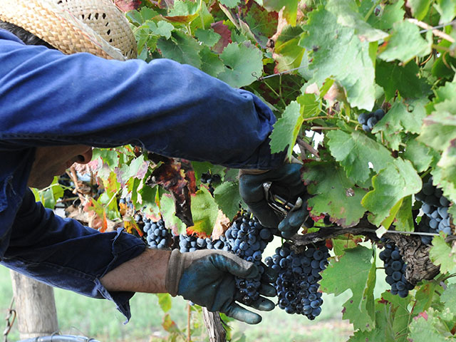 Cantina dei Fragni / Azienda Agricola Masseria Procida