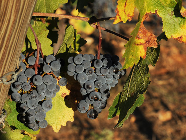 Cantina dei Fragni / Azienda Agricola Masseria Procida